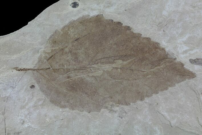 Fossil Hackberry (Celtis) Leaf - Green River Formation #80887